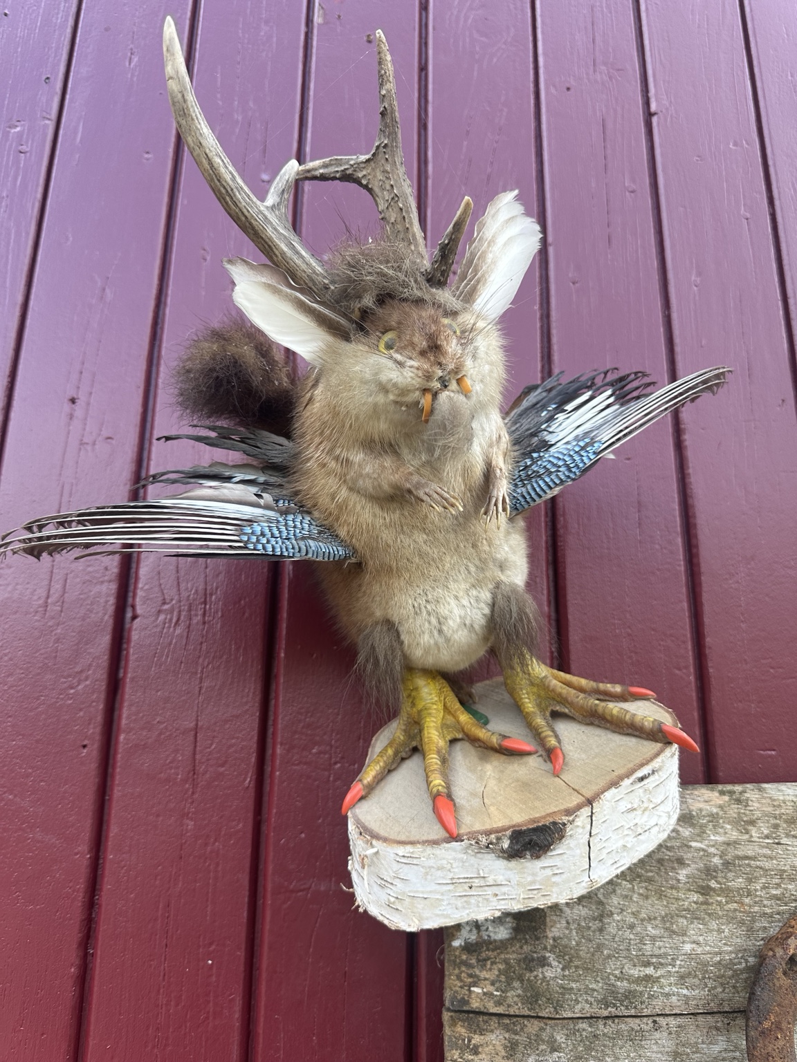 Een eigenzinnig curiosum met gewei en veren tegen de rode houten wand van de zaak